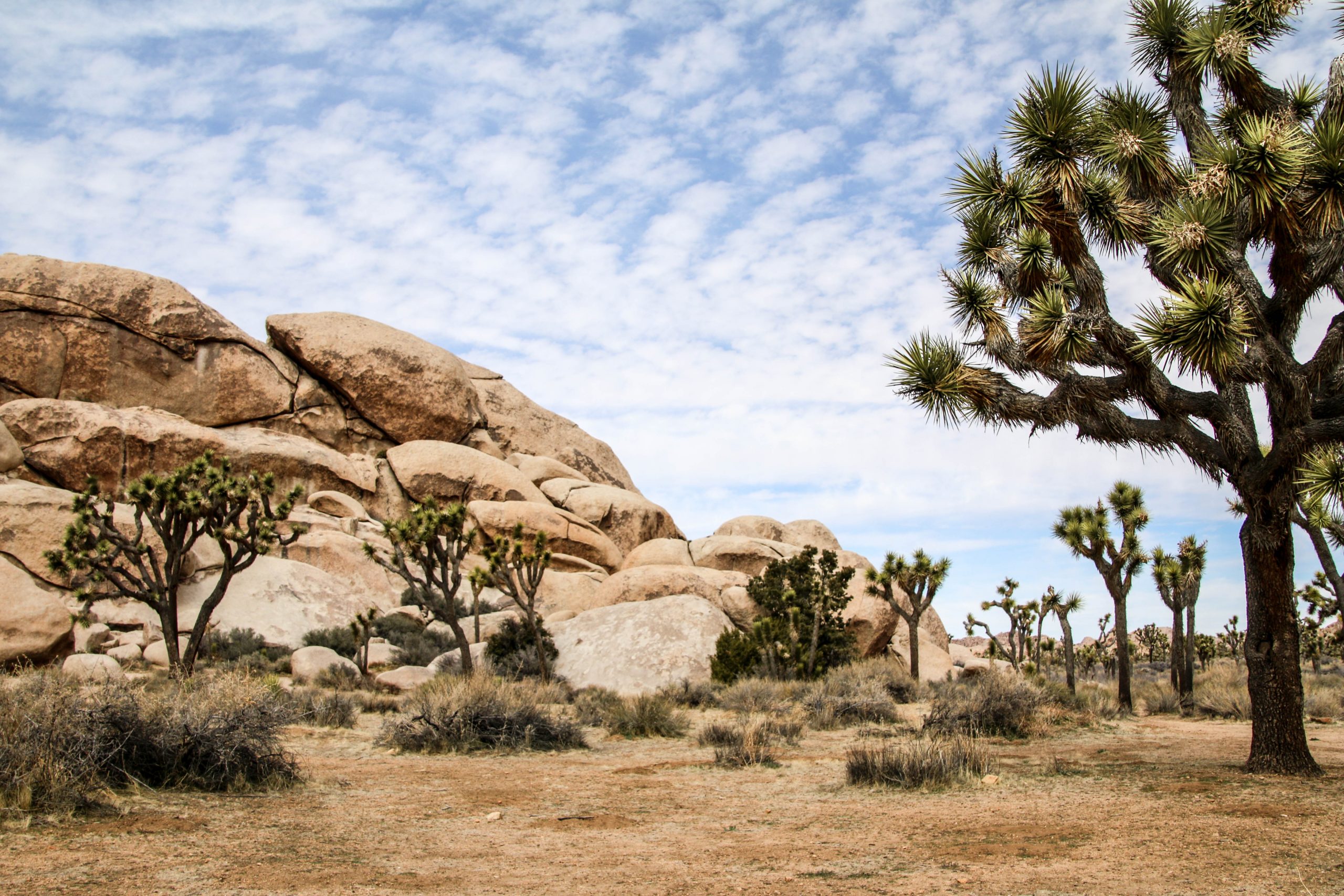 Joshua Tree